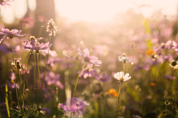 Roze Kosmos Bloem Met Zonlicht Het Veld Lente Seizoen — Stockfoto