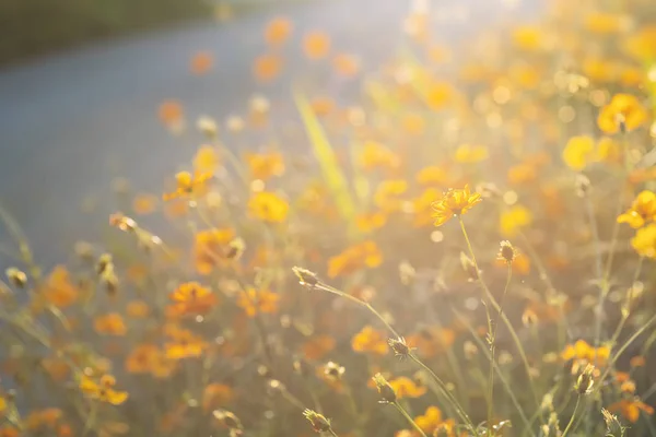 Flor Del Cosmos Amarillo Con Luz Del Sol Campo Temporada —  Fotos de Stock