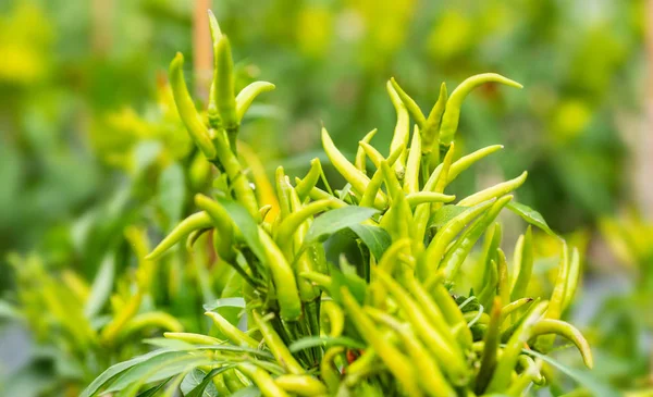 Zelené Chilli Papričky Rostou Organických Rostlinných Zahradní — Stock fotografie