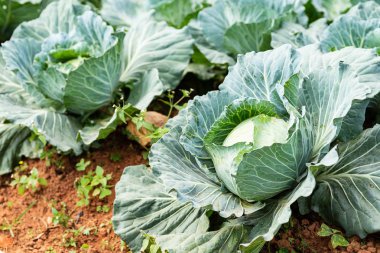 Organik sebze bahçe büyüyen lahana bitki