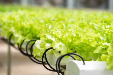Hydroponics yeşil meşe bitki