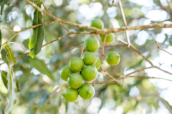 有机田的生马卡达米亚坚果树 — 图库照片
