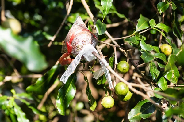 嫁接在马卡迪米亚坚果树枝条上 繁殖植物 农业技术 — 图库照片