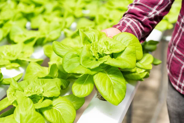 Coltivatori che raccolgono piante idroponiche — Foto Stock