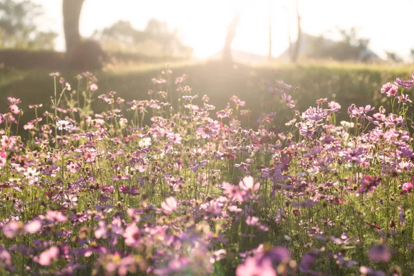 Рожеве Квіткове Поле Космосу Сонячним Світлом Весняний Сезон — стокове фото