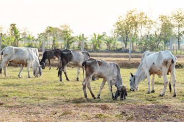 Otlatma, Tayland ve Hayvancılık içinde organik çim yeme inek
