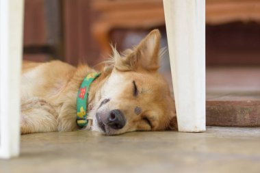 Kahverengi köpek yerde uyuyor