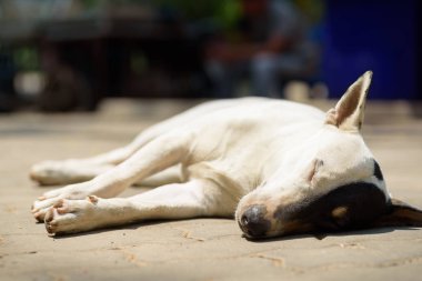 Boğa terrier köpek yerde uyku