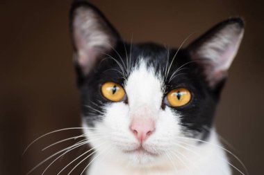 Beyaz ve siyah kedi portresi kameraya bakıyor, evde evcil hayvan