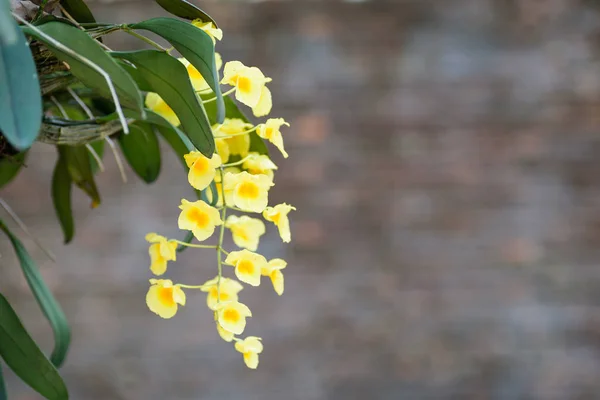 Żółty kwiat storczyka (Dendrobium lindleyi Steud) — Zdjęcie stockowe