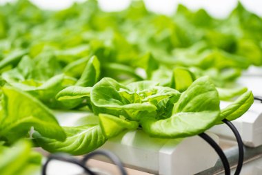 Hyroponic marul sebze