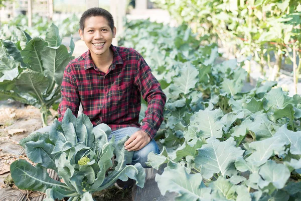 유기농 채소 밭에서 아시아 농부 — 스톡 사진