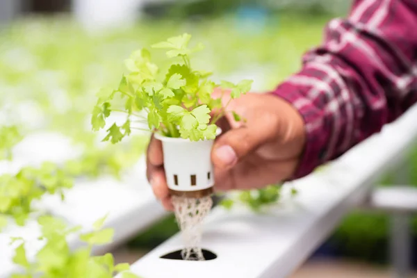 Planta de cilantro hidropónico de mano — Foto de Stock