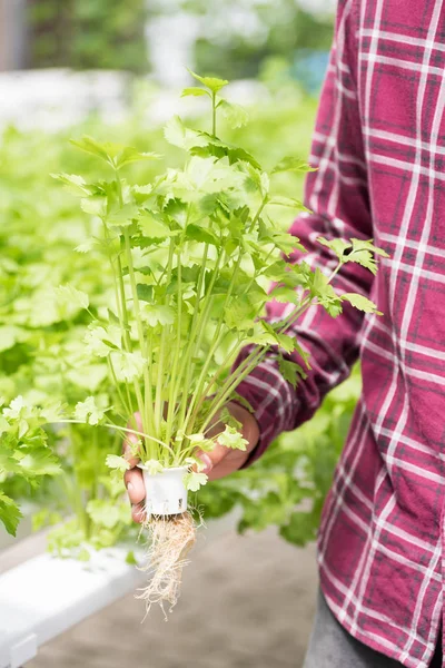 Agricultor cosechando planta de cilantro hidropónico — Foto de Stock