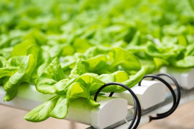 Hydroponic sebzeler 