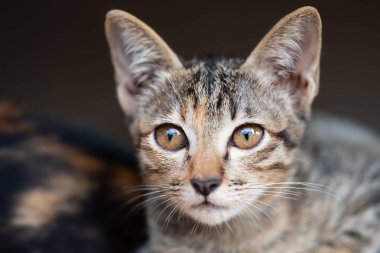 Tekir kedi portre bir şey bakıyor, evde Pet