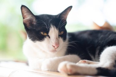 Evde rahatlatıcı sarı gözlü siyah ve beyaz kedi portresi