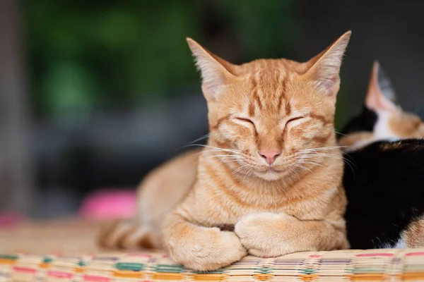 Імбирний Кіт Спить Килимку Домашня Тварина — стокове фото