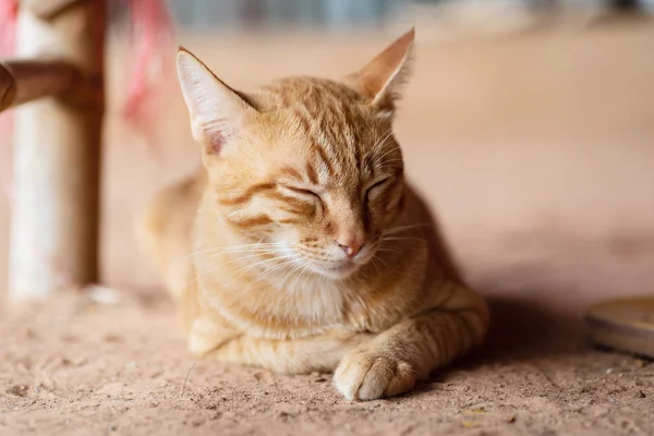 Gatto Zenzero Sta Dormendo Terra Animale Domestico Casa — Foto Stock