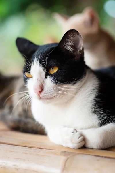 Retrato Gato Preto Branco Com Olhos Amarelos Relaxando Casa — Fotografia de Stock