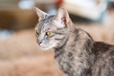 Bir şey arayan tabby kedi Portresi, evde sevimli evcil hayvan