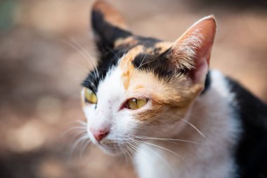 Bir şey arayan üç renkli kedi yakın, evde sevimli evcil hayvan