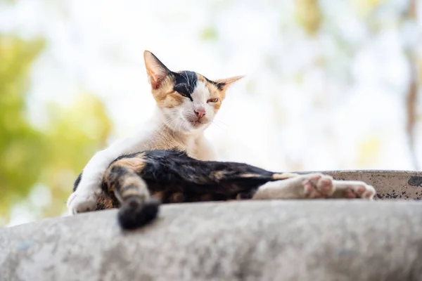 Portrait Chat Tricolore Est Relaxant Plein Air — Photo