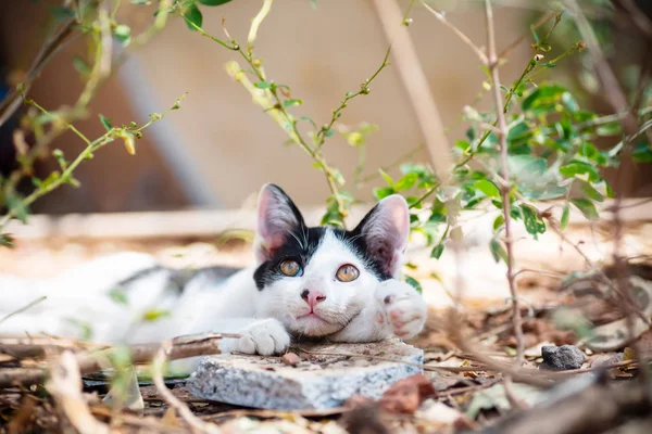 Черно Белая Кошка Саду — стоковое фото