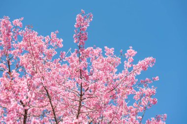 Mavi gökyüzü, bahar sezonu güzel çiçekler ile pembe kiraz çiçeği