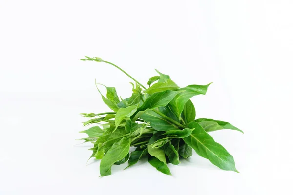 Gymnema inodorum leaf on white background, medicine herbal plant for diabetes treatment — Stock Photo, Image