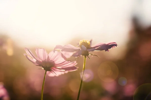 Roze Cosmos Bloem Bloesem Het Veld Met Zonlicht Lens Flare — Stockfoto