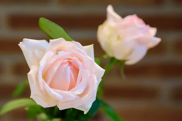 Primo piano di bel fiore di rosa rosa — Foto Stock