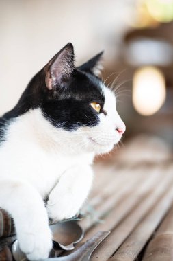 Beyaz ve siyah kedi şirin evde beslenen hayvan evde sarı gözlü