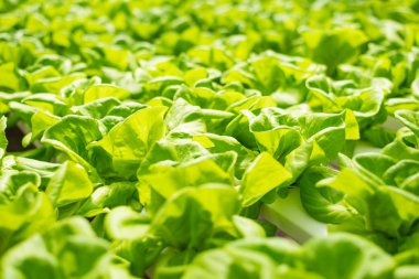 Bitkisel çiftlikte büyüyen Hidroponik bitki