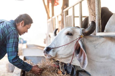 Asya çiftçi beslenme pirinç saman için Cow içinde bu çiftlik