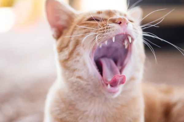 Ginger Cat öppning mun och gäspningar — Stockfoto