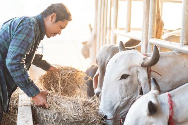 Asya çiftçi beslenme pirinç saman için Cow içinde bu çiftlik