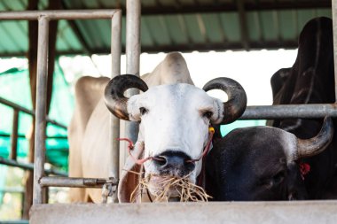 Çiftlikte sığır yiyen pirinç saman