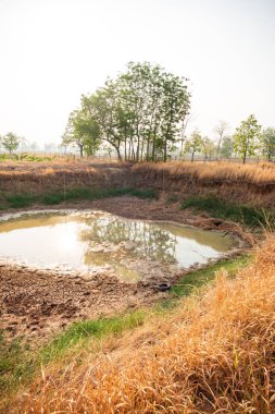 Yaz sezonunda gölet kırık toprak