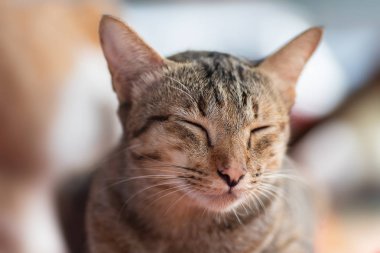 Yakından tabby kedi uyuyor, evde evcil hayvan