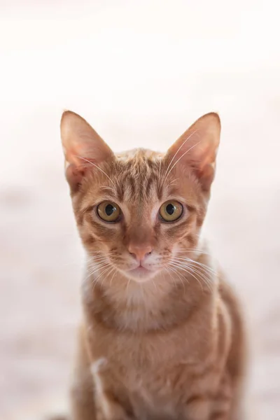 Porträtt Ginger Cat Sitter Och Tittar Kamera — Stockfoto