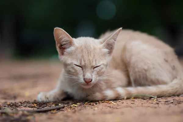 Cute Kitten Śpi Ziemi Ogrodzie — Zdjęcie stockowe