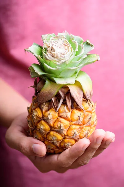 Ripe pineapple holding by hand, tropical fruit