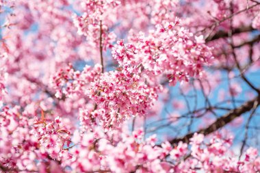 Pembe kiraz çiçeği, güzel çiçekler bahar sezonu