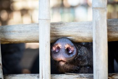 Siyah domuz burnunun yakın çekim