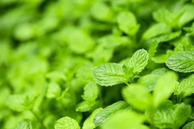 Organik yeşil nane yaprağı bahçesi
