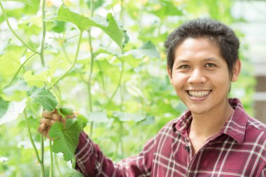 Kavun çiftliğinde Asyalı çiftçi