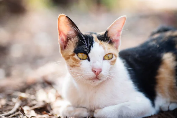 Cute Tricolor Kot Siedzi Ziemi Ogrodzie — Zdjęcie stockowe