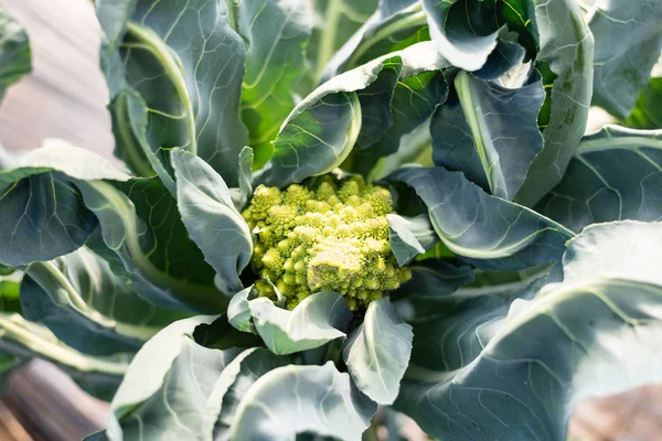 Romanesco kukkakaali orgaaninen kasvimaa — kuvapankkivalokuva