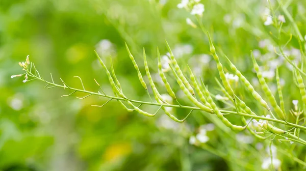 Rat Tailed Radish Serpent Radish Tail Pod Radish Raphanus Caudatus — стоковое фото